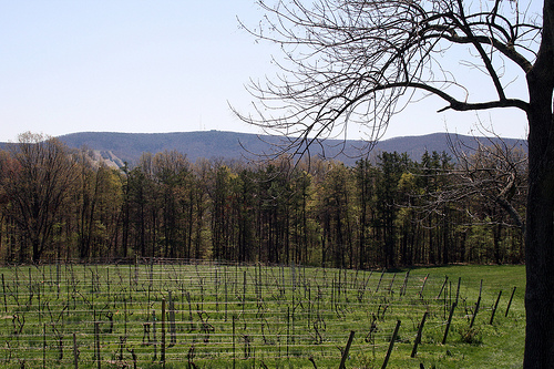 mount_nittany_winery