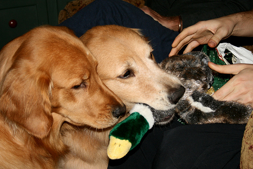 christmas dogs